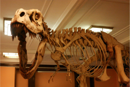 Muzeum Ewolucji